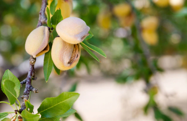 For a thriving agribusiness