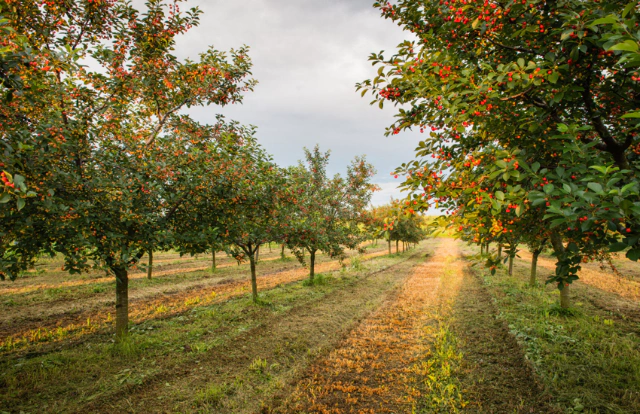 Agronomic services for farmers