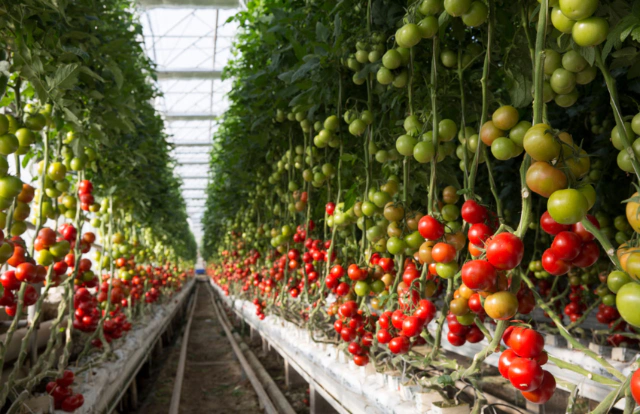 Grow your agribusiness with smart investments